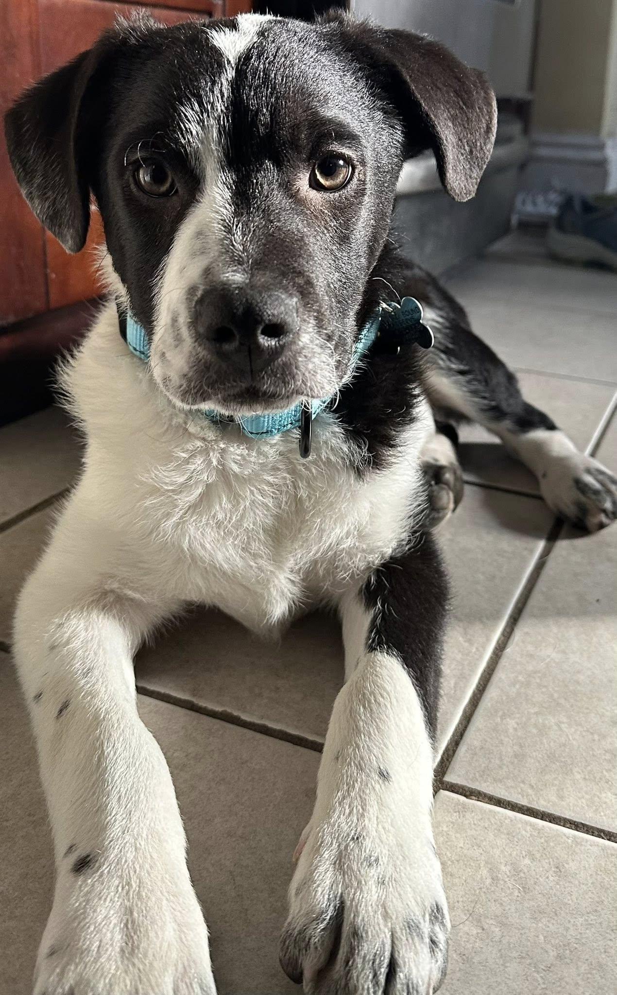 Enlarge Pascal, an adopted Mixed Breed in Albany, NY image 3/6