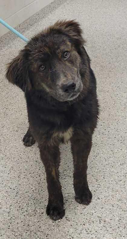 Braxton, Adoptable, Young Male Mixed Breed & Mixed Breed.