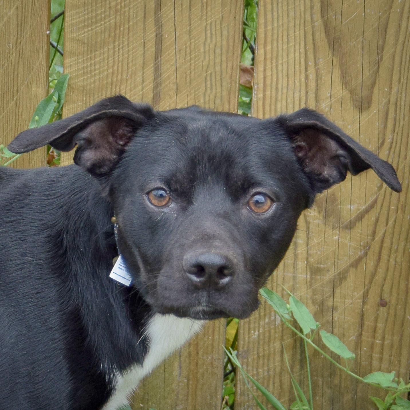 Enlarge Stan, a Adoptable mixed breed in Huntley, IL image 1/6