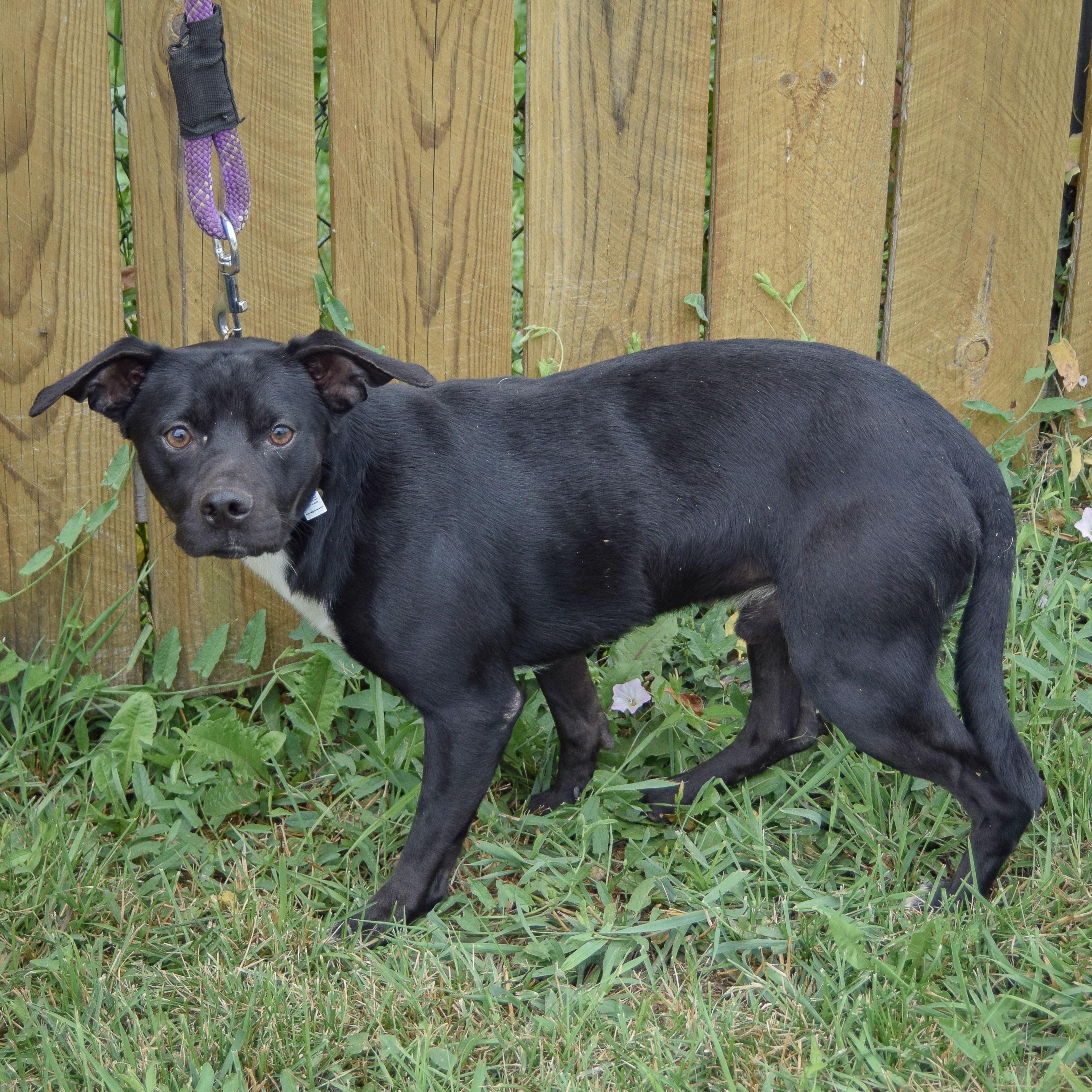 Enlarge Stan, a Adoptable mixed breed in Huntley, IL image 2/6