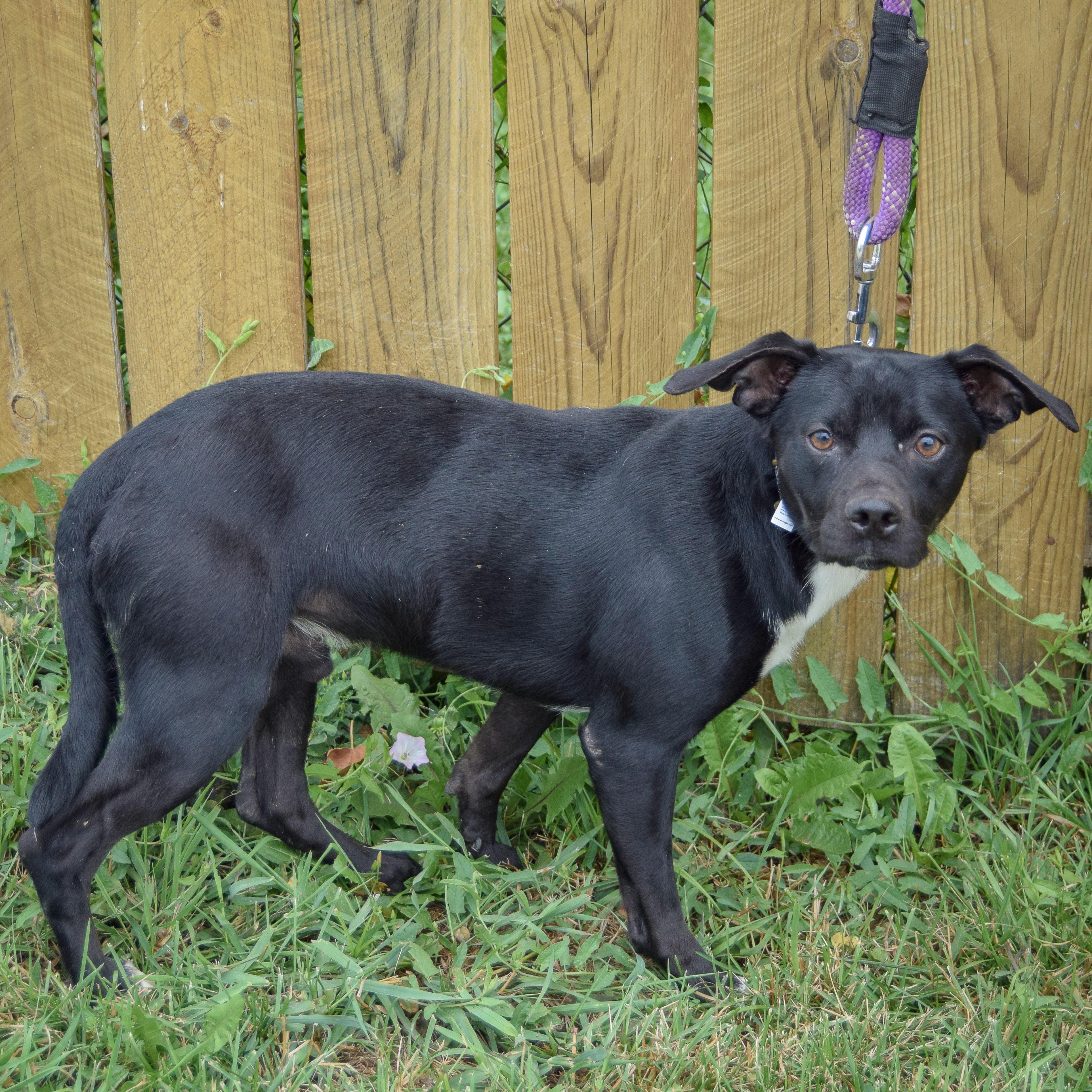 Enlarge Stan, a Adoptable mixed breed in Huntley, IL image 3/6