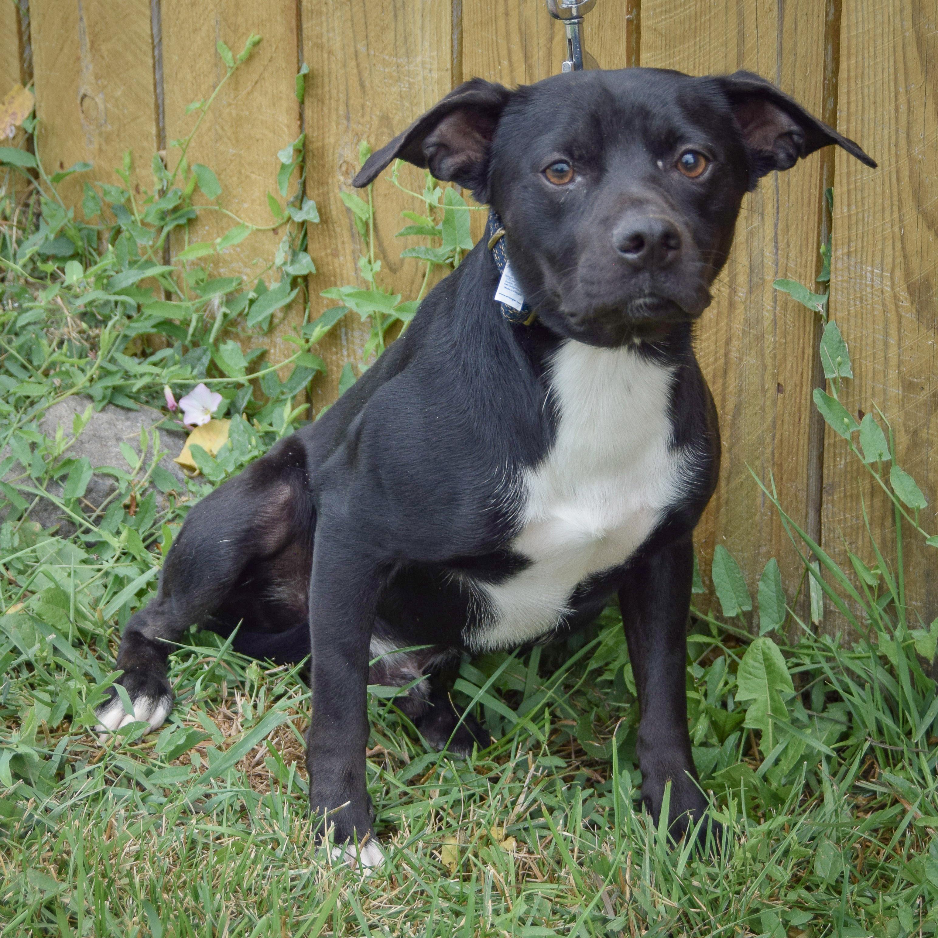 Enlarge Stan, a Adoptable mixed breed in Huntley, IL image 4/6