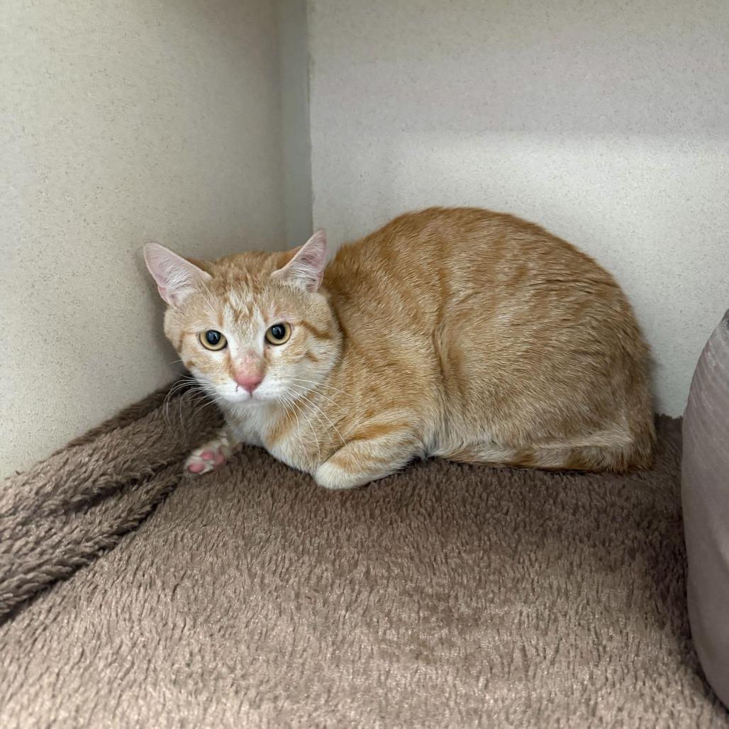 Mr. Potato Head, Adoptable, Adult Male Domestic Short Hair.