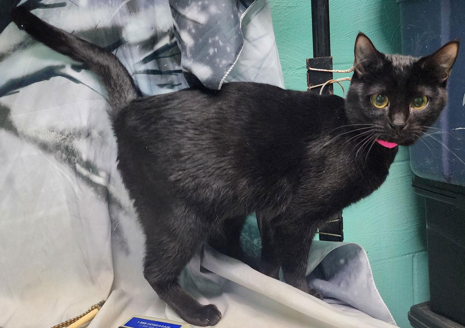 251446 Bright — thumbnail 2