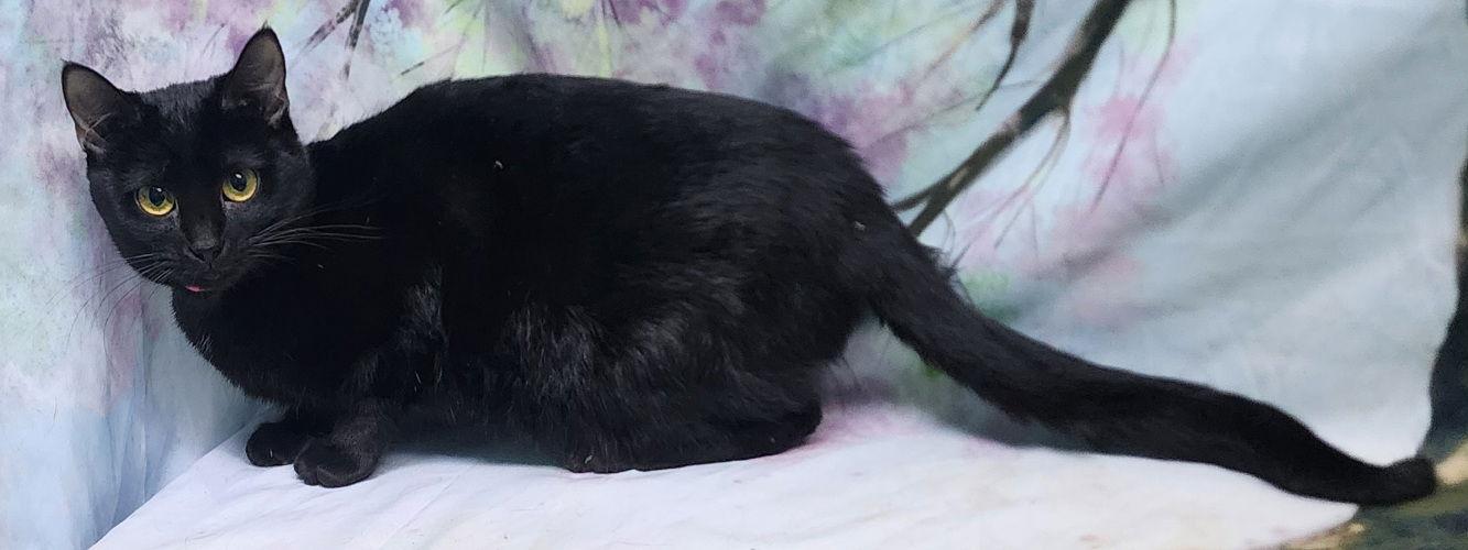 251446 Bright — thumbnail 3