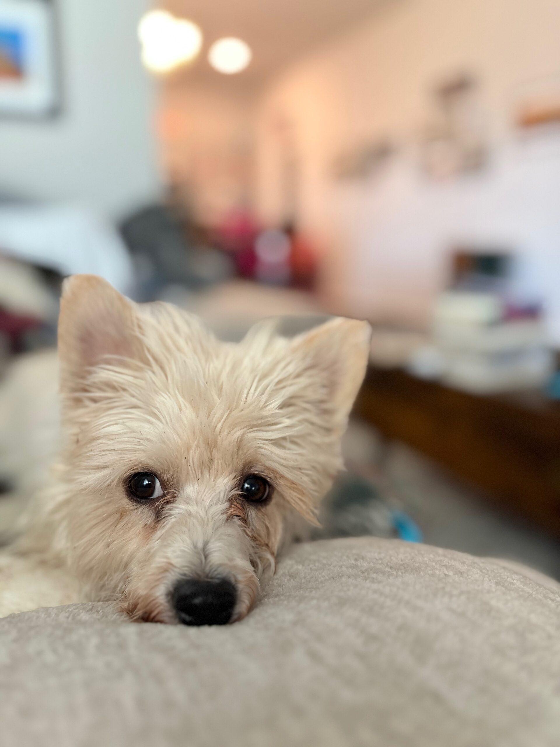 Pigskin, Adoptable, Young Female West Highland White Terrier / Westie & Mixed Breed.