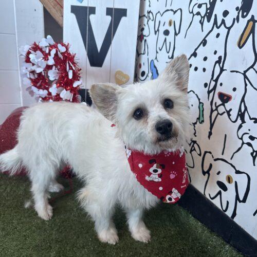 Enlarge Pigskin, a Adoptable mixed breed in Broken Arrow, OK image 1/5