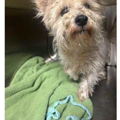 Enlarge Pigskin, a Adoptable mixed breed in Broken Arrow, OK image 2/5