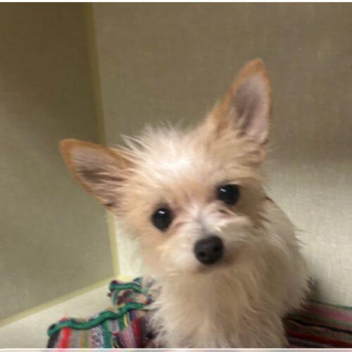 Enlarge Pigskin, a Adoptable mixed breed in Broken Arrow, OK image 3/5