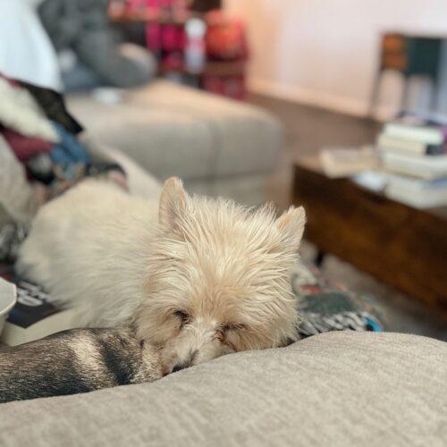 Enlarge Pigskin, a Adoptable mixed breed in Broken Arrow, OK image 4/5