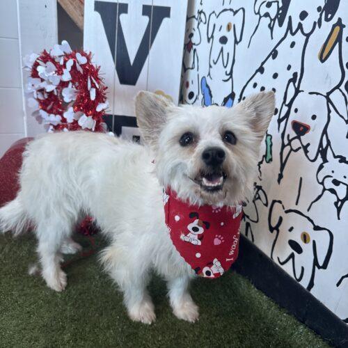 Enlarge Pigskin, a Adoptable mixed breed in Broken Arrow, OK image 5/5