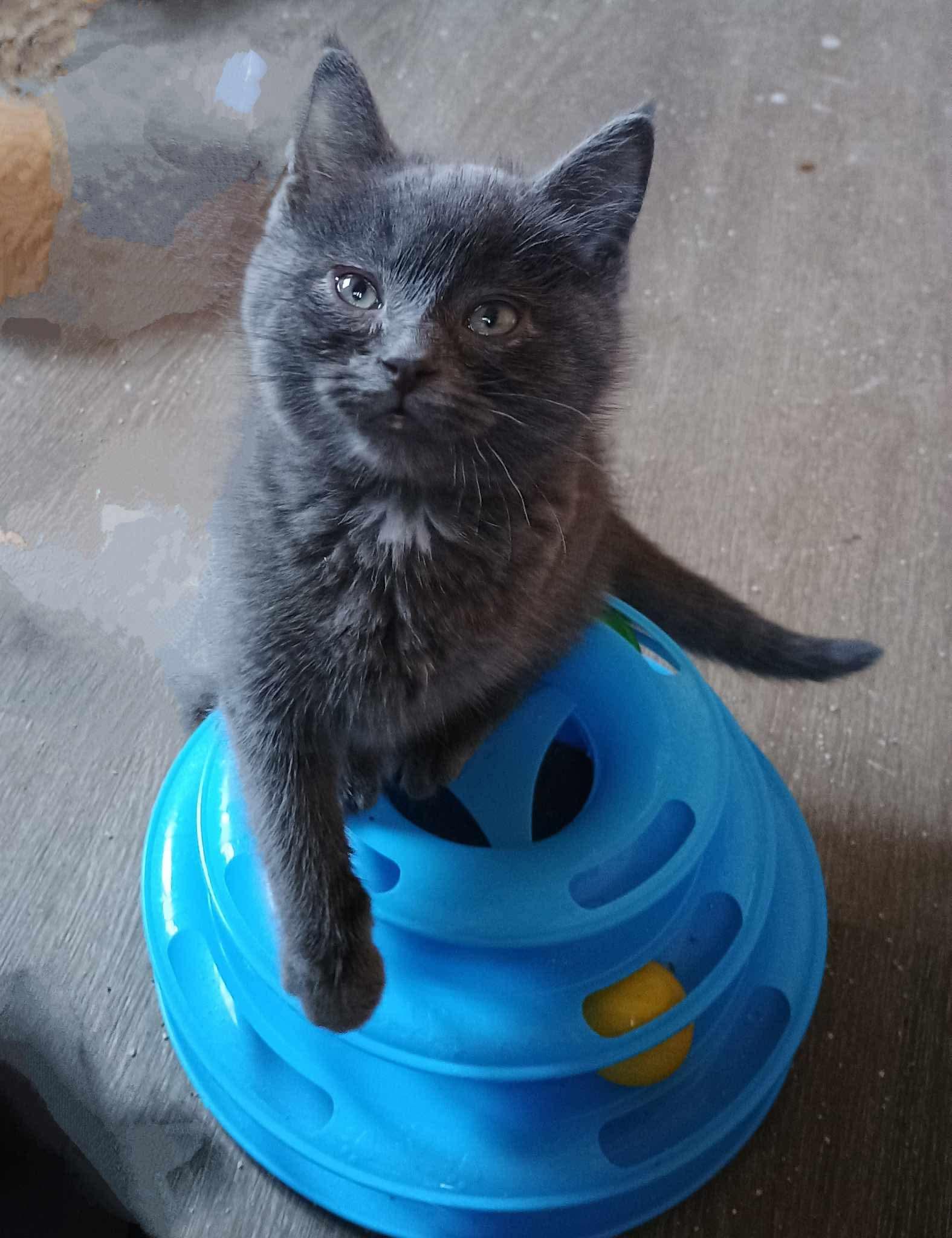 Pretzel, an adopted mixed breed in Carsonville, MI image 1/2