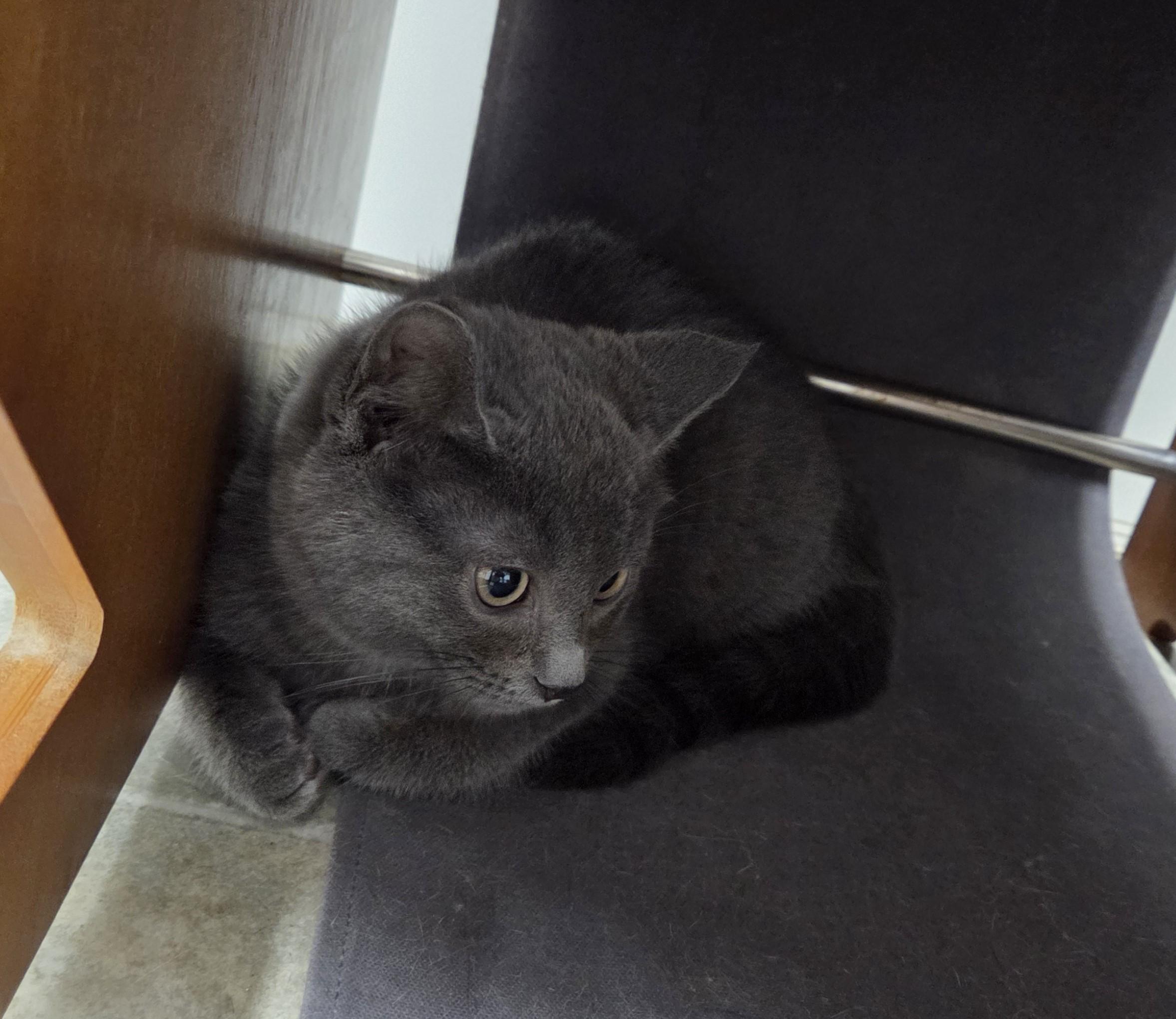 Pretzel, an adopted mixed breed in Carsonville, MI image 2/2