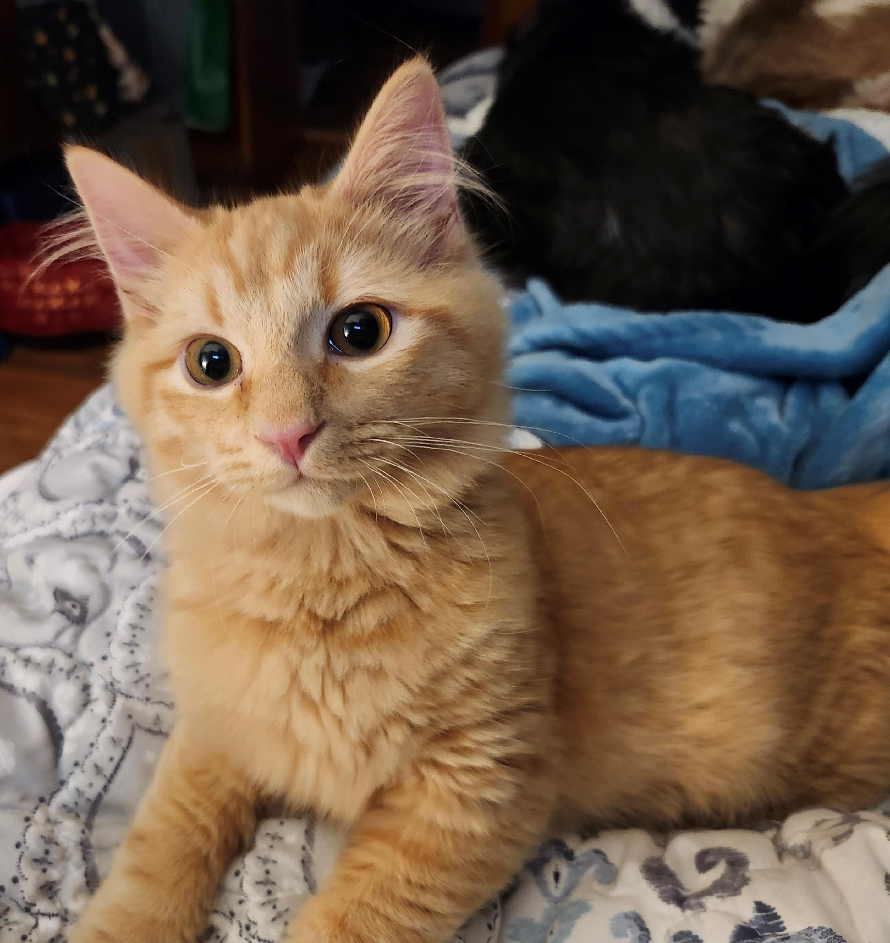 Chowda, adopted, Young Male Domestic Long Hair.