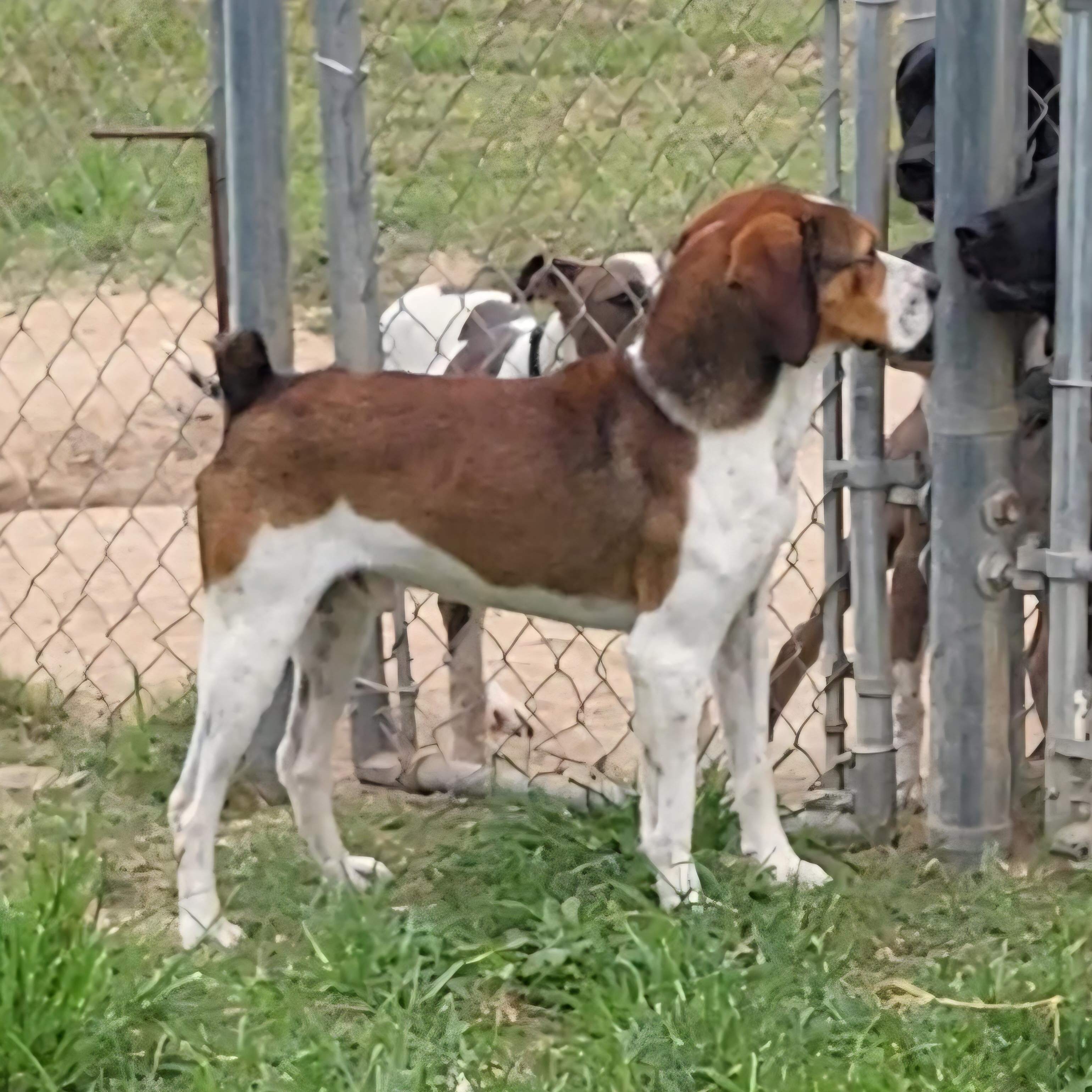 Enlarge Billy Ray, a ADOPTABLE mixed breed in Rockdale, TX image 3/3