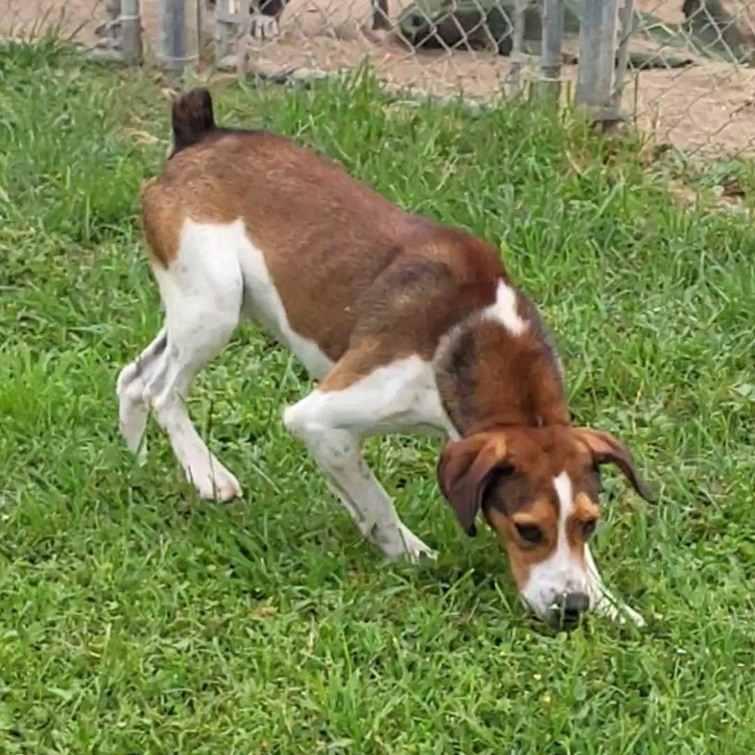 Enlarge Billy Ray, a ADOPTABLE mixed breed in Rockdale, TX image 2/3