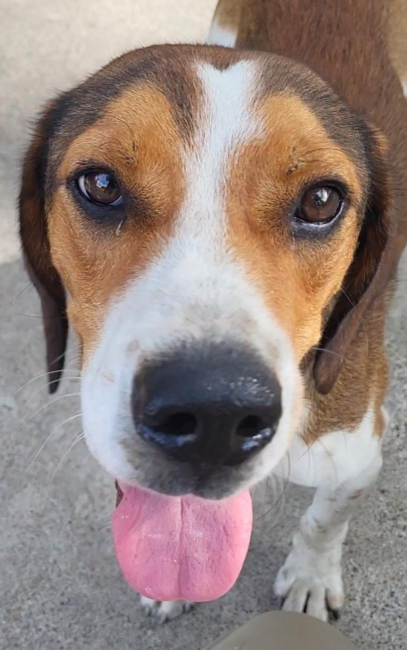 Enlarge Billy Ray, a ADOPTABLE mixed breed in Rockdale, TX image 1/3