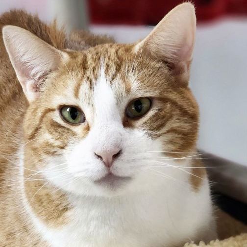 Billy, Adoptable, Adult Male Norwegian Forest Cat.