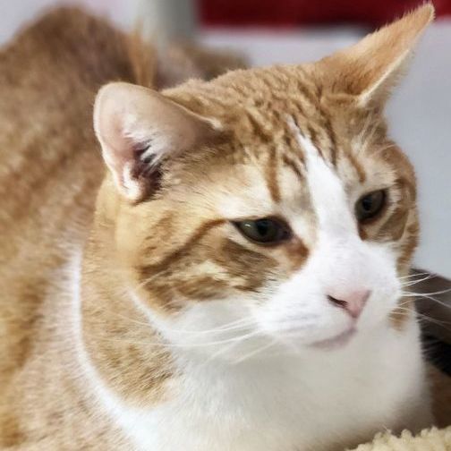 Enlarge Billy, a Adoptable Norwegian Forest Cat in Jackson, MO image 2/2