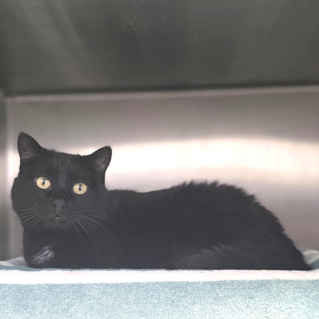 Bianca, Adoptable, Senior Female Domestic Short Hair.