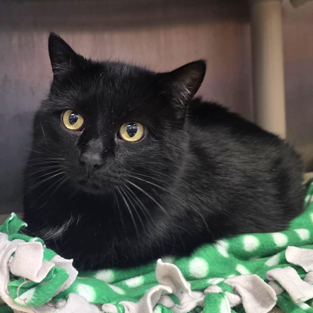 Enlarge Bianca, a Adoptable Domestic Short Hair in Fort Wayne, IN image 2/2