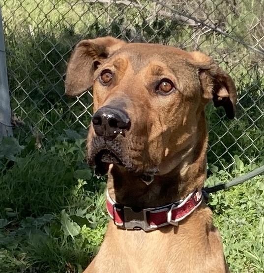 Baloo, an adopted mixed breed in Camp Pendleton, CA image 1/6