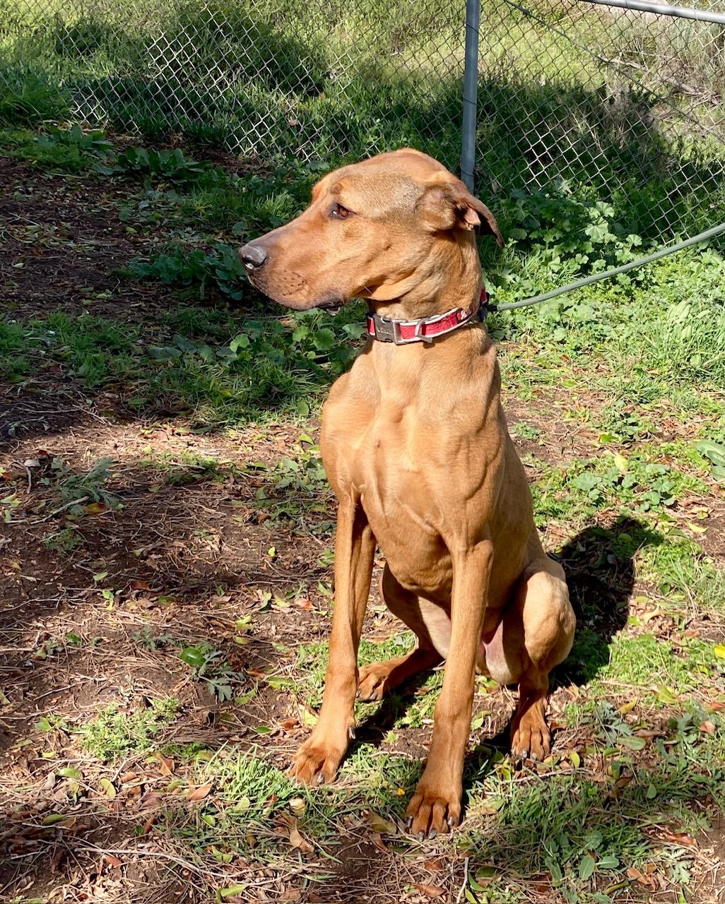 Baloo, an adopted mixed breed in Camp Pendleton, CA image 5/6