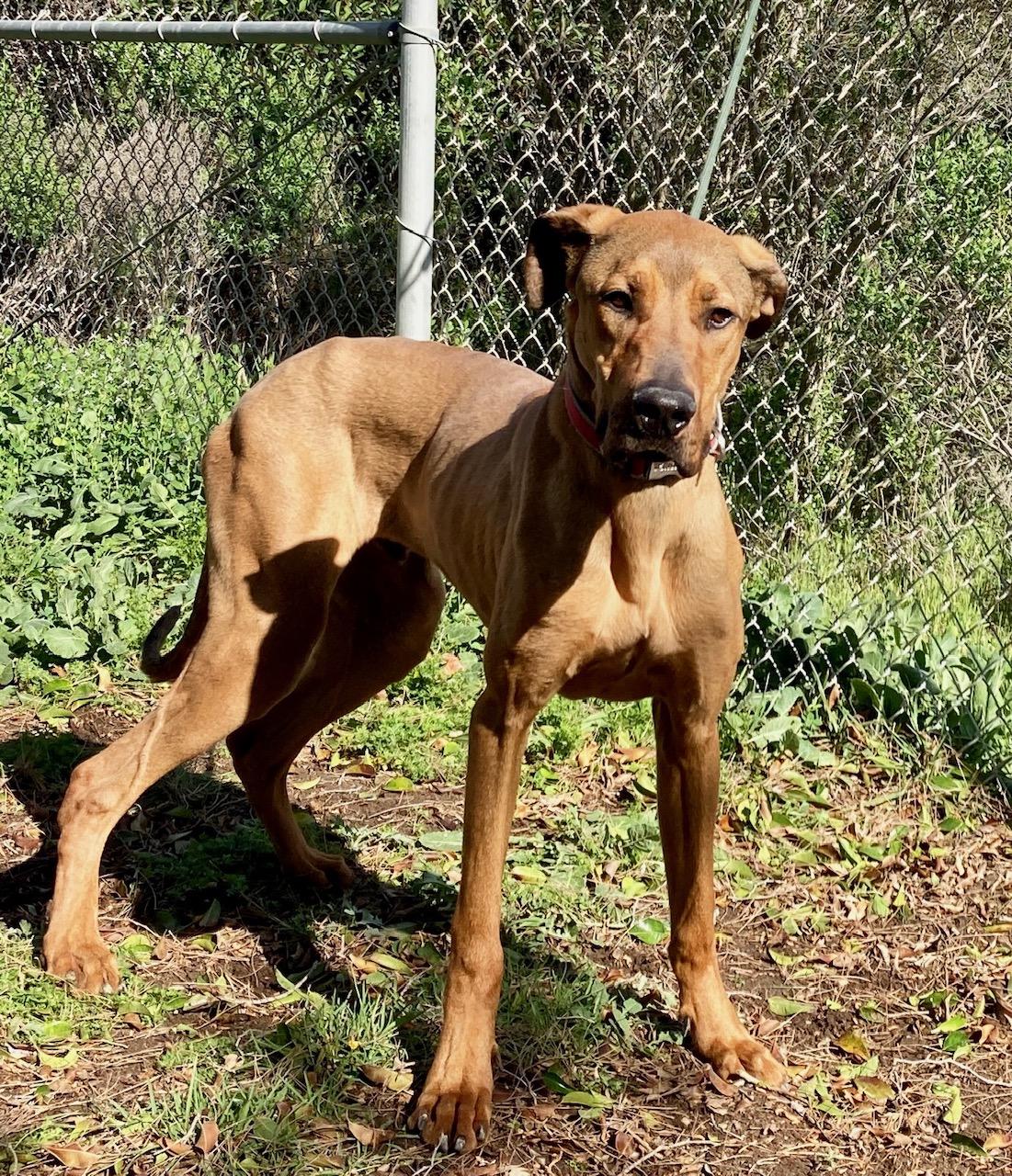 Baloo, an adopted mixed breed in Camp Pendleton, CA image 4/6