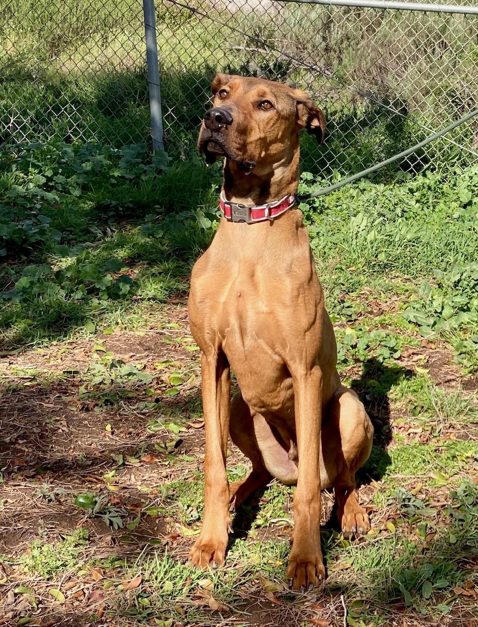 Baloo, an adopted mixed breed in Camp Pendleton, CA image 6/6