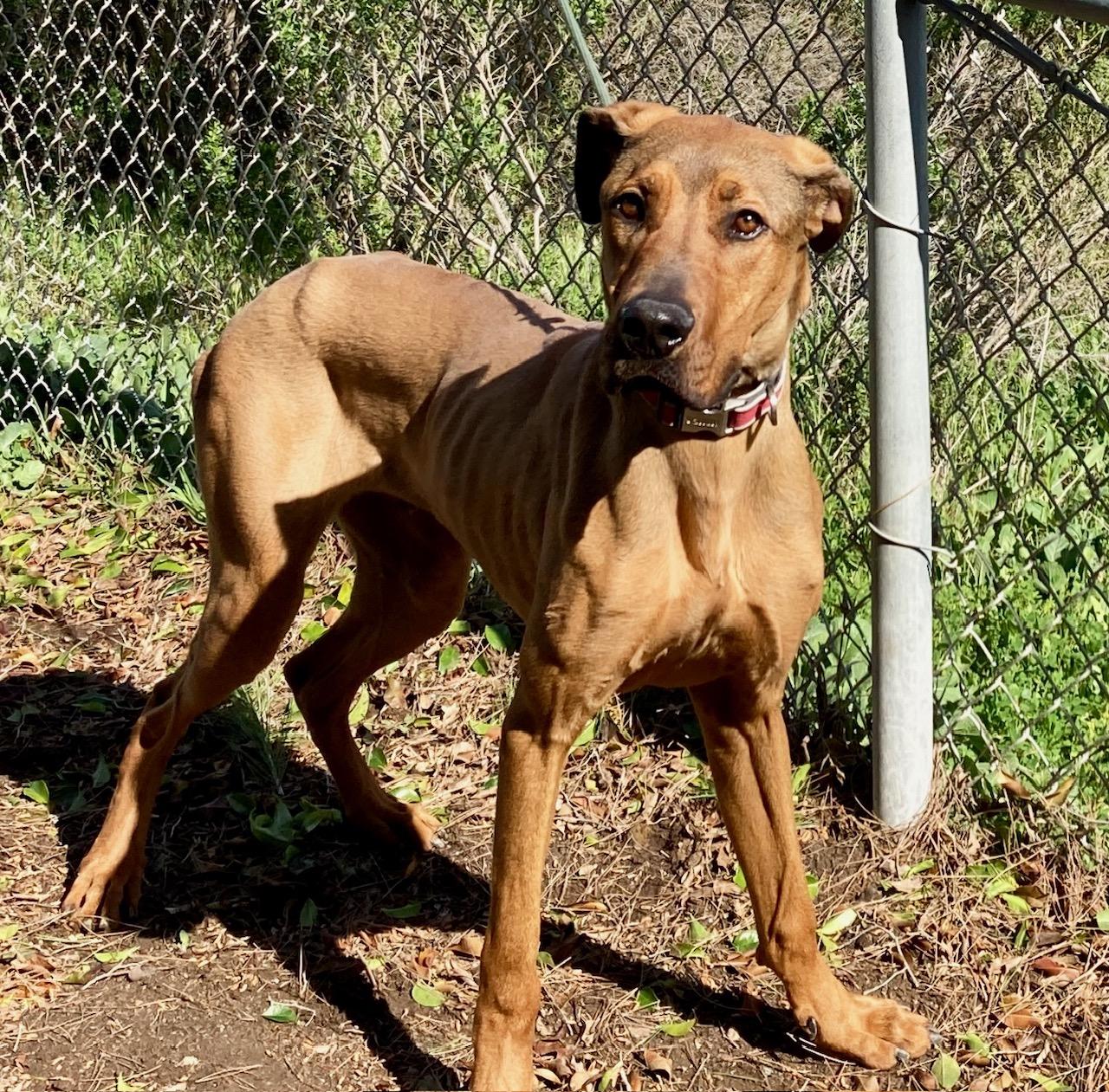 Baloo, an adopted mixed breed in Camp Pendleton, CA image 2/6