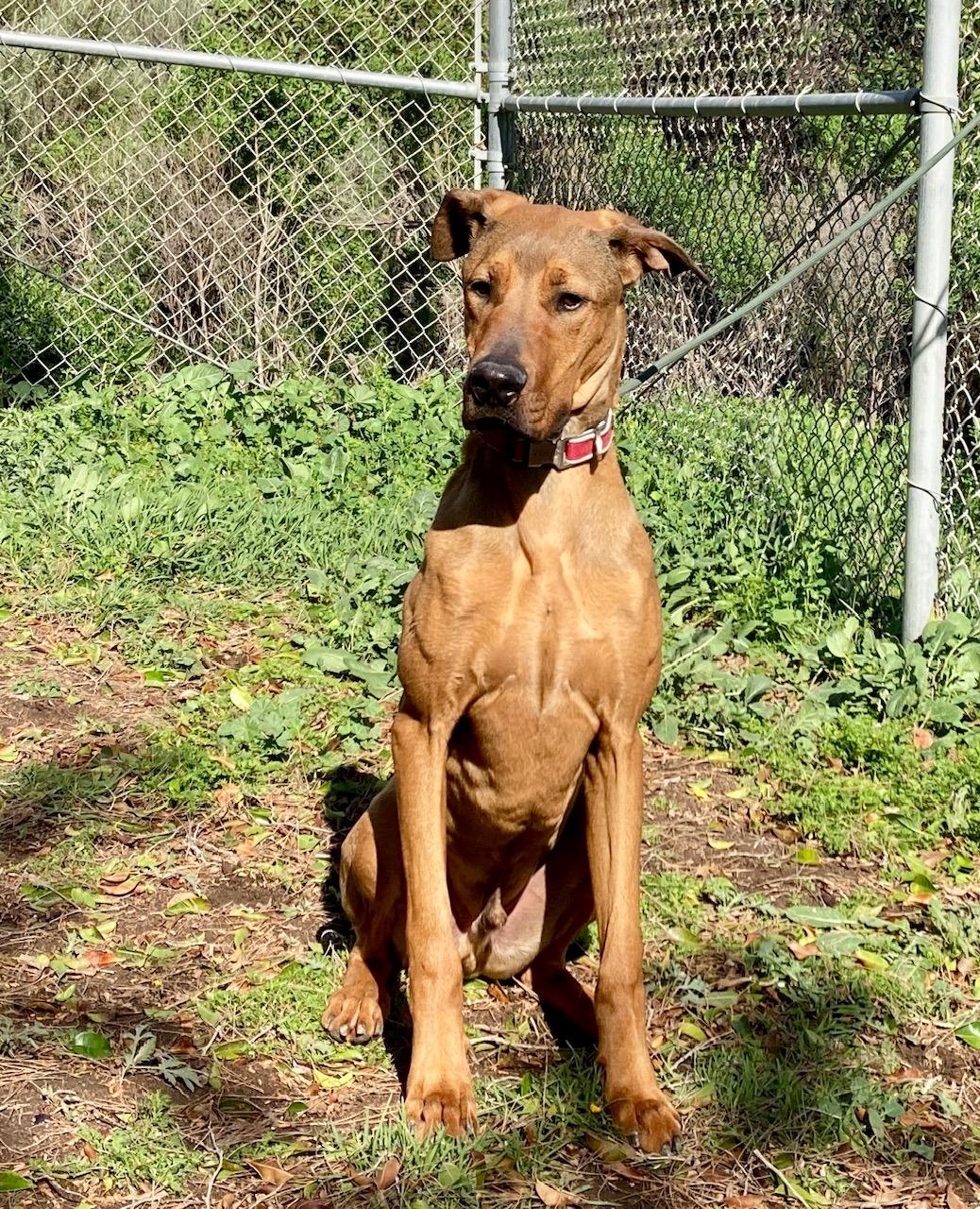 Baloo, an adopted mixed breed in Camp Pendleton, CA image 3/6