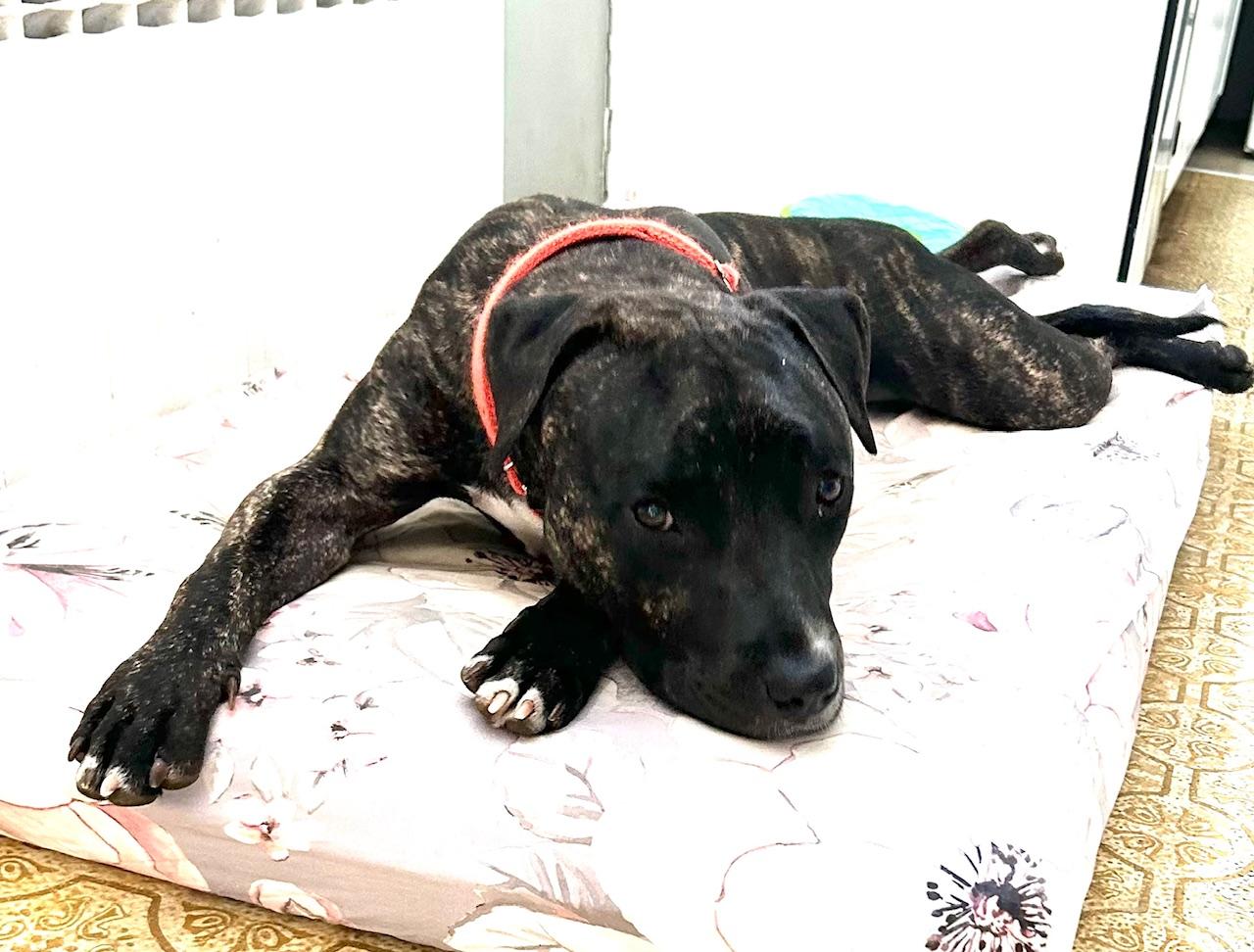 COURTESY POST FOR WASA: Dasher, a Adoptable mixed breed in Westport, CT image 2/4