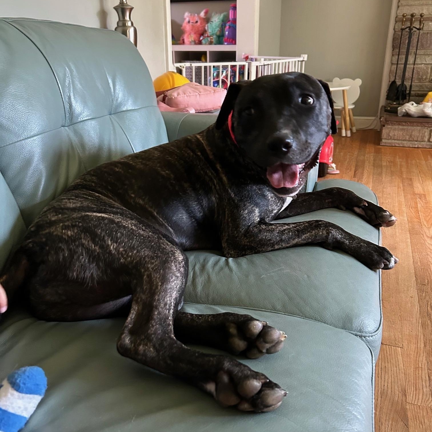 COURTESY POST FOR WASA: Dasher, a Adoptable mixed breed in Westport, CT image 3/4