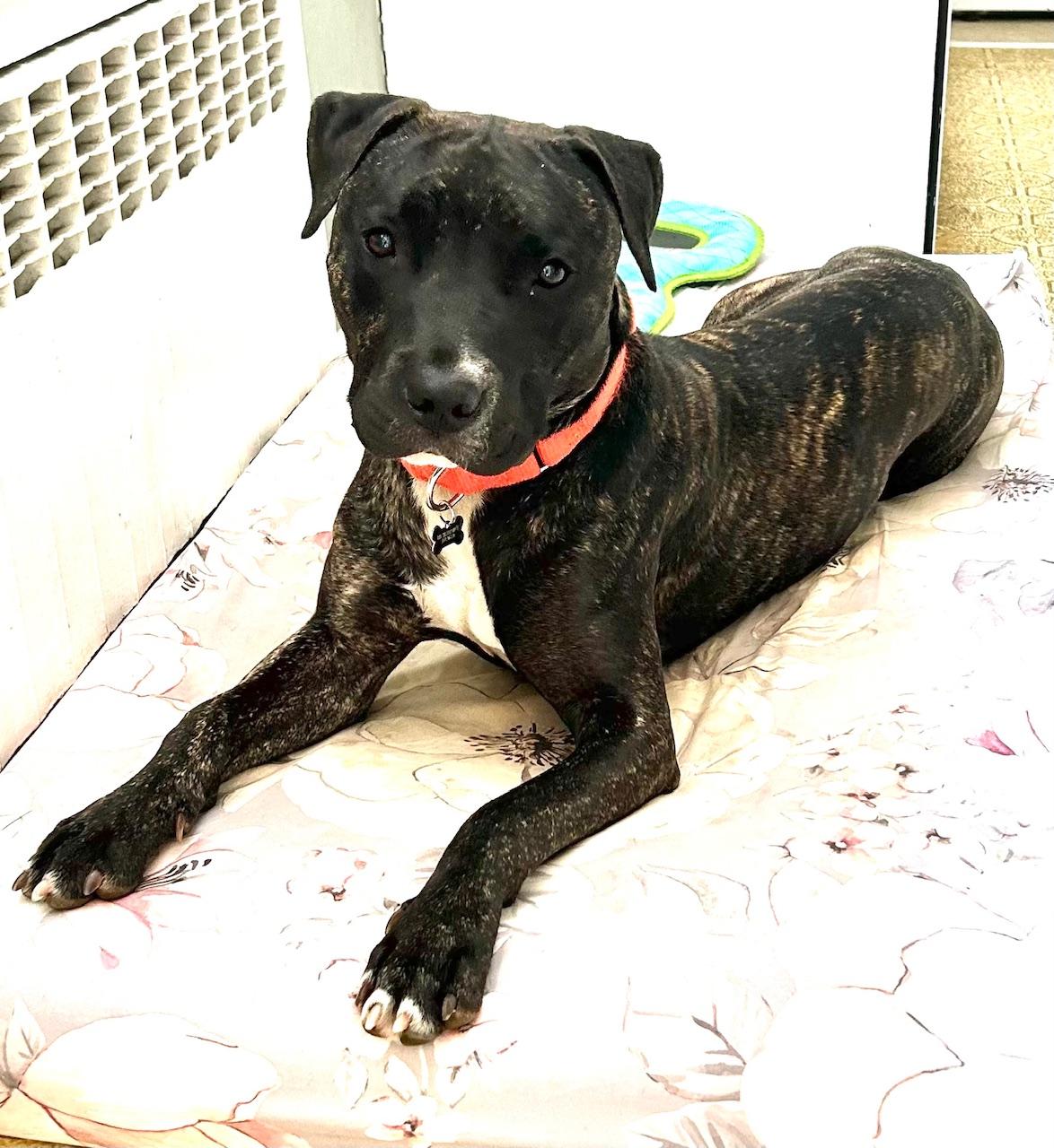 COURTESY POST FOR WASA: Dasher, a Adoptable mixed breed in Westport, CT image 1/4