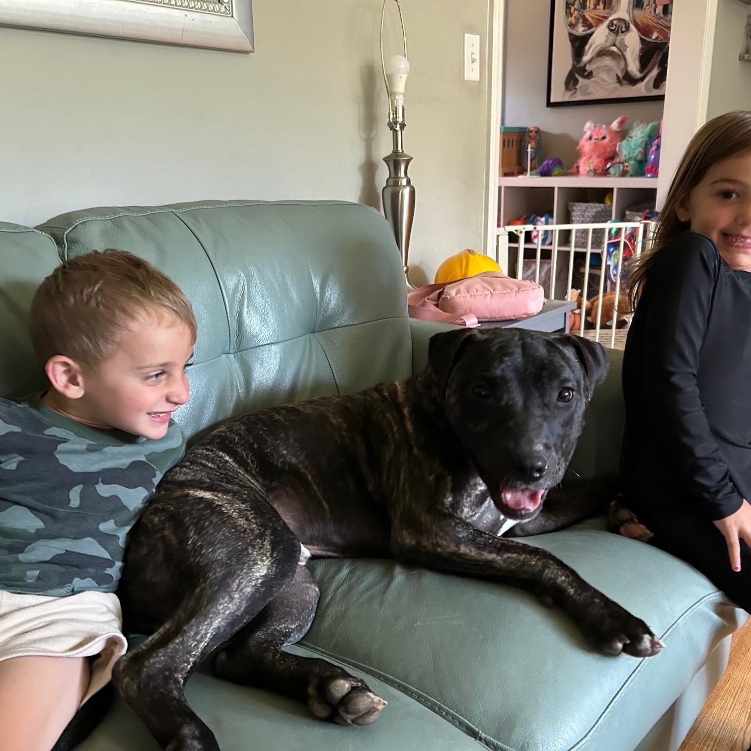 COURTESY POST FOR WASA: Dasher, a Adoptable mixed breed in Westport, CT image 4/4