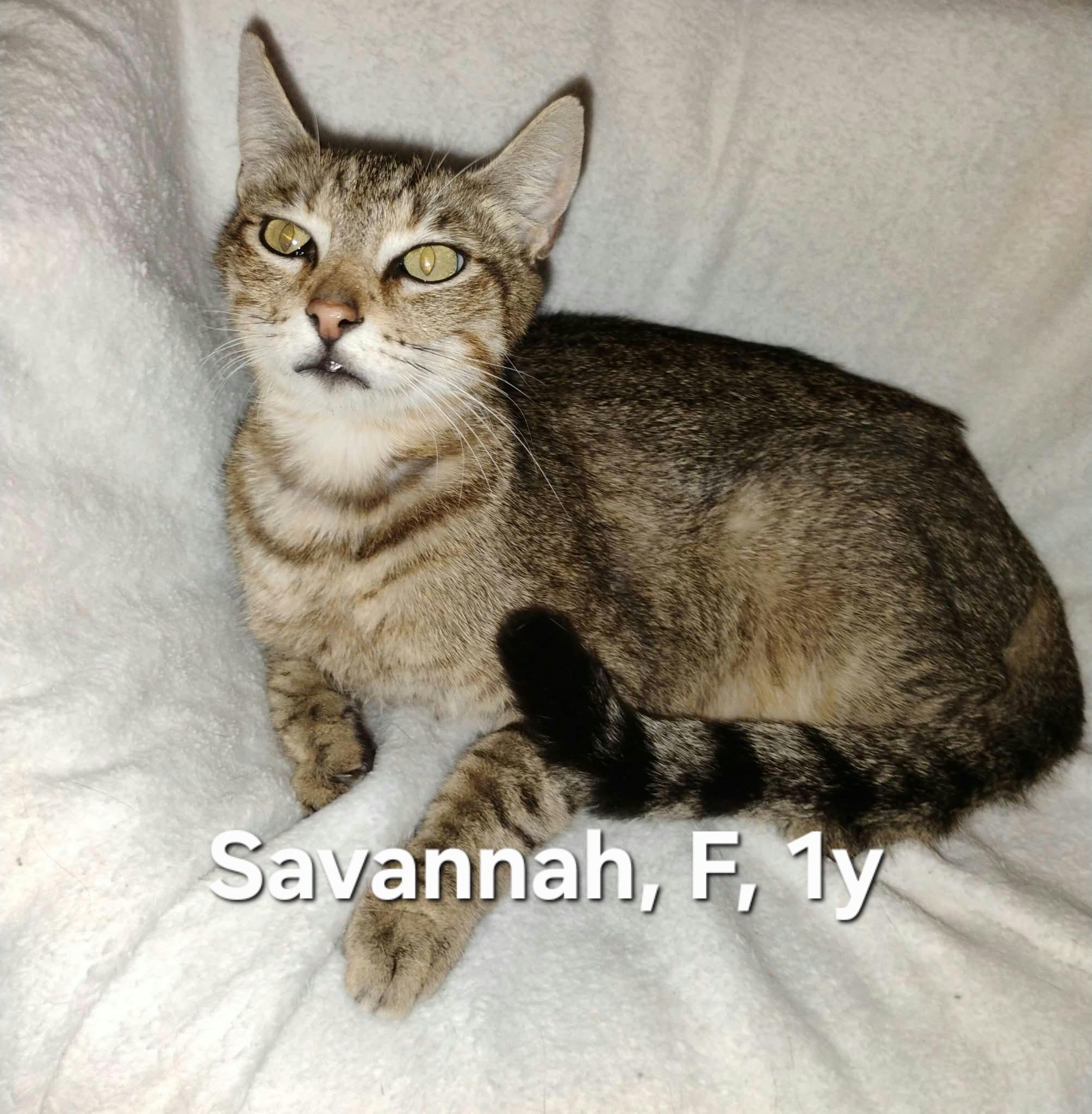 Savannah, Adoptable, Young Female Domestic Short Hair.