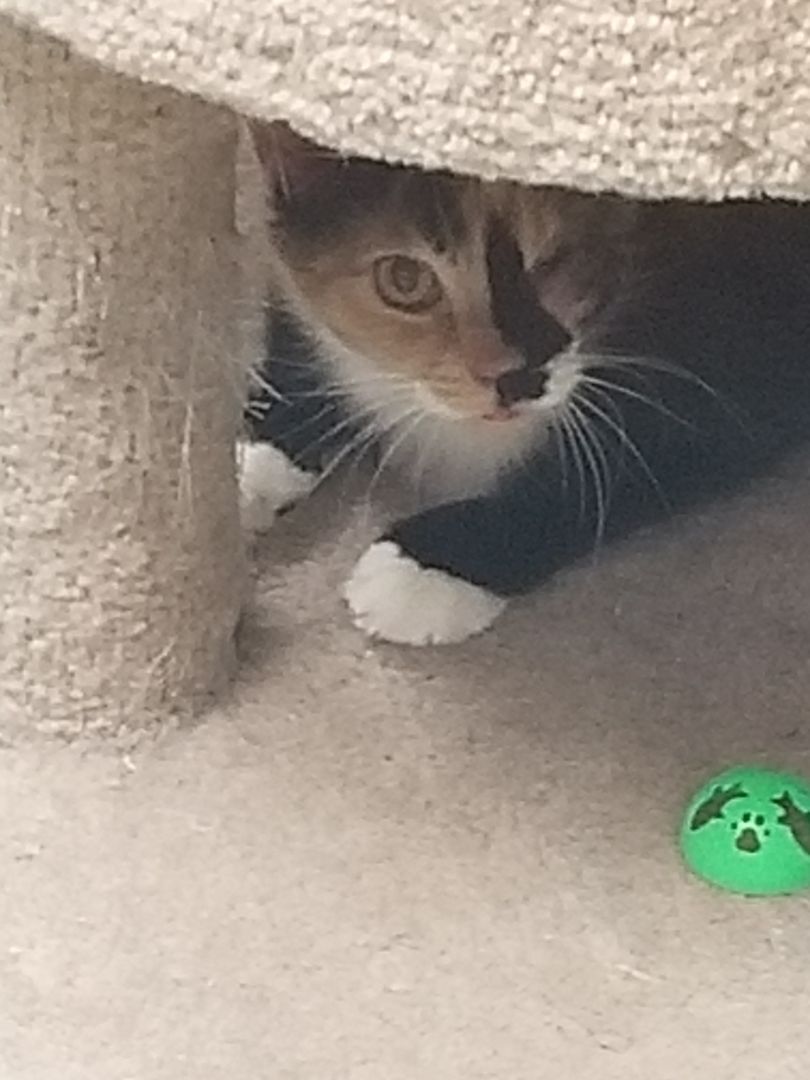 Enlarge Jenny , a Adoptable mixed breed in Warwick, RI image 2/2