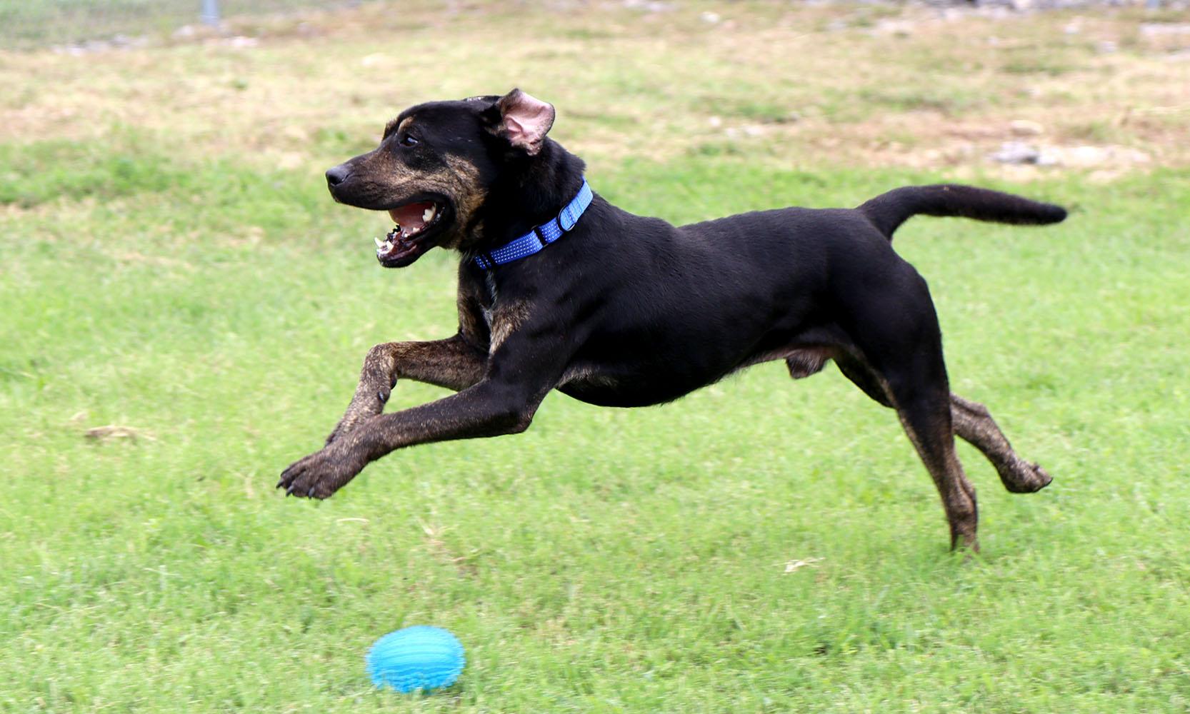 Enlarge Hunter (AO37242), a Adoptable mixed breed in Kansas City, KS image 5/6