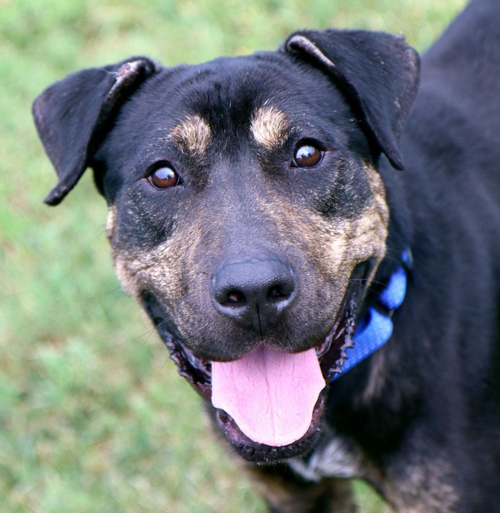 Enlarge Hunter (AO37242), a Adoptable mixed breed in Kansas City, KS image 1/6