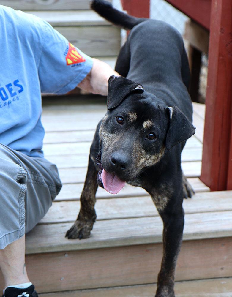Enlarge Hunter (AO37242), a Adoptable mixed breed in Kansas City, KS image 6/6