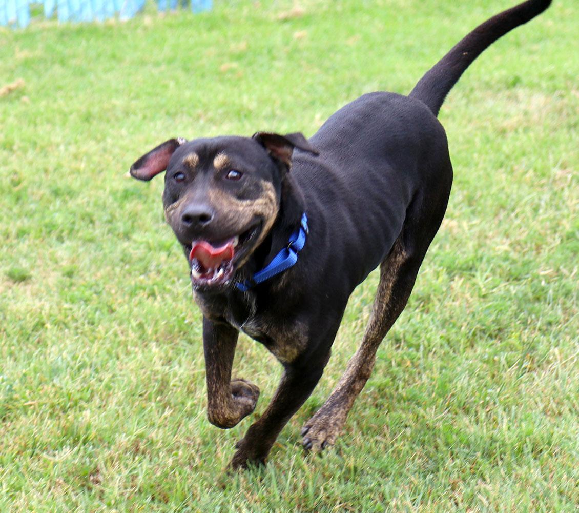 Enlarge Hunter (AO37242), a Adoptable mixed breed in Kansas City, KS image 3/6