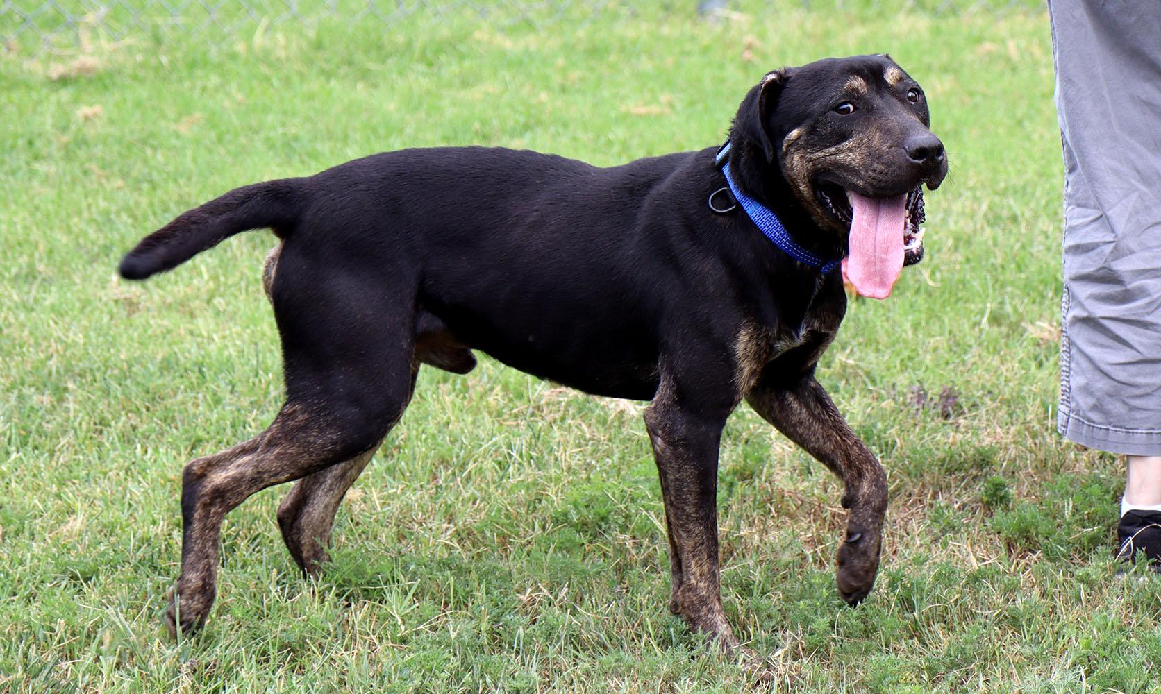 Enlarge Hunter (AO37242), a Adoptable mixed breed in Kansas City, KS image 2/6