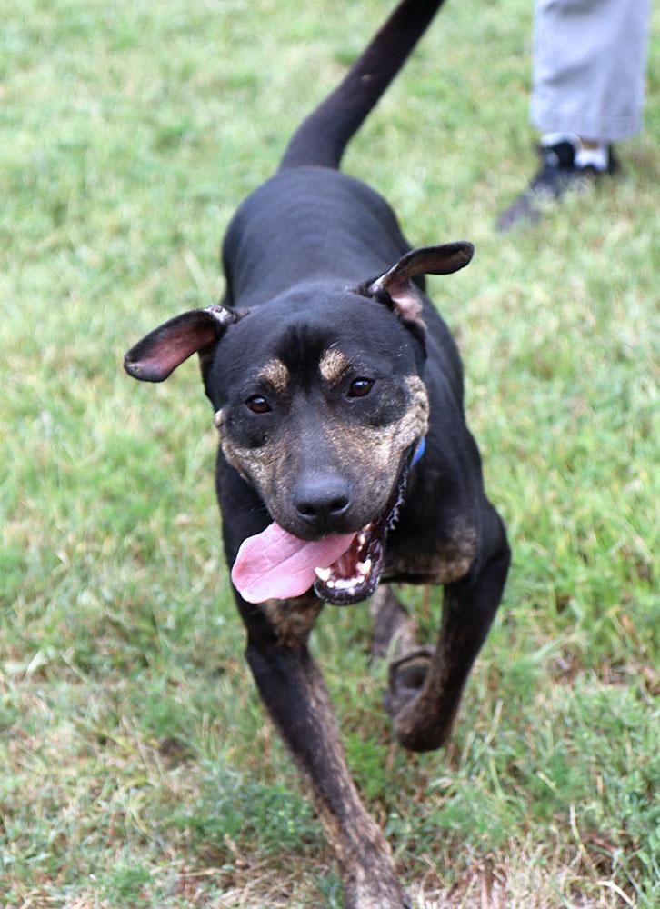 Enlarge Hunter (AO37242), a Adoptable mixed breed in Kansas City, KS image 4/6