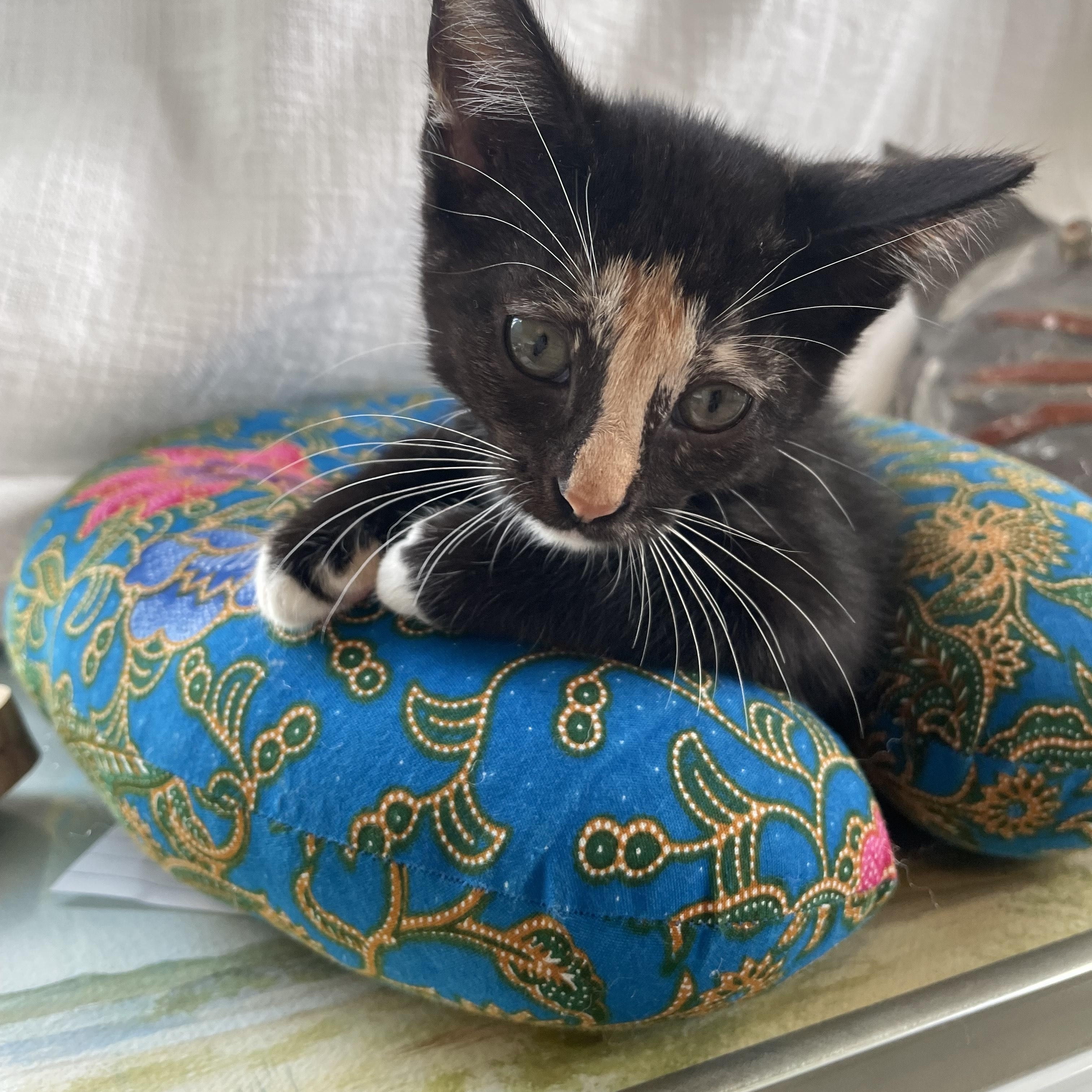Enlarge Penny and Petey, a Adopted Domestic Short Hair in Oakland, CA image 3/4