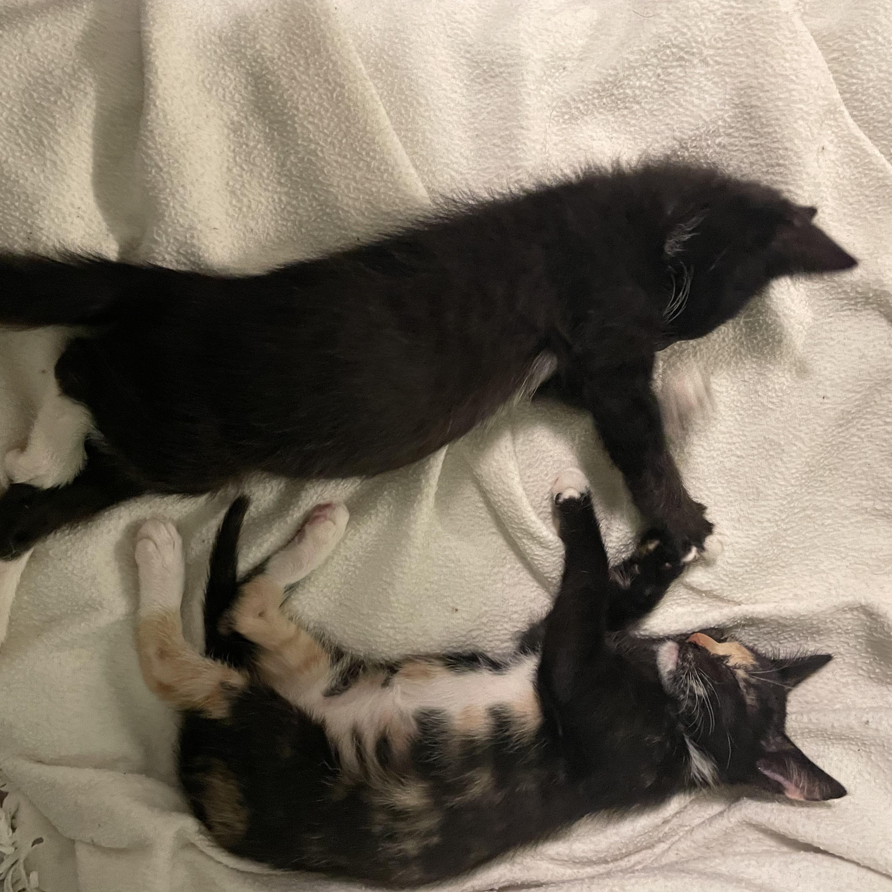 Enlarge Penny and Petey, a Adopted Domestic Short Hair in Oakland, CA image 1/4