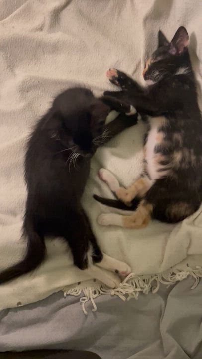 Enlarge Penny and Petey, a Adopted Domestic Short Hair in Oakland, CA video 2/4