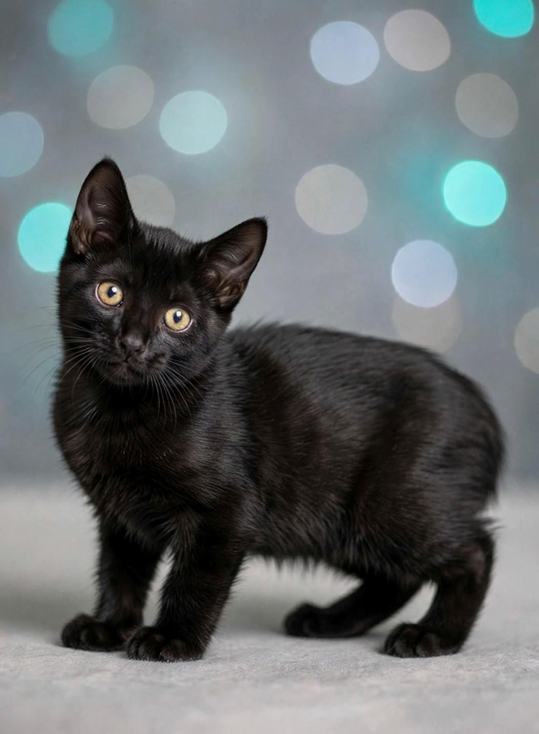 Nikita, Adopted, Kitten Female Domestic Short Hair.