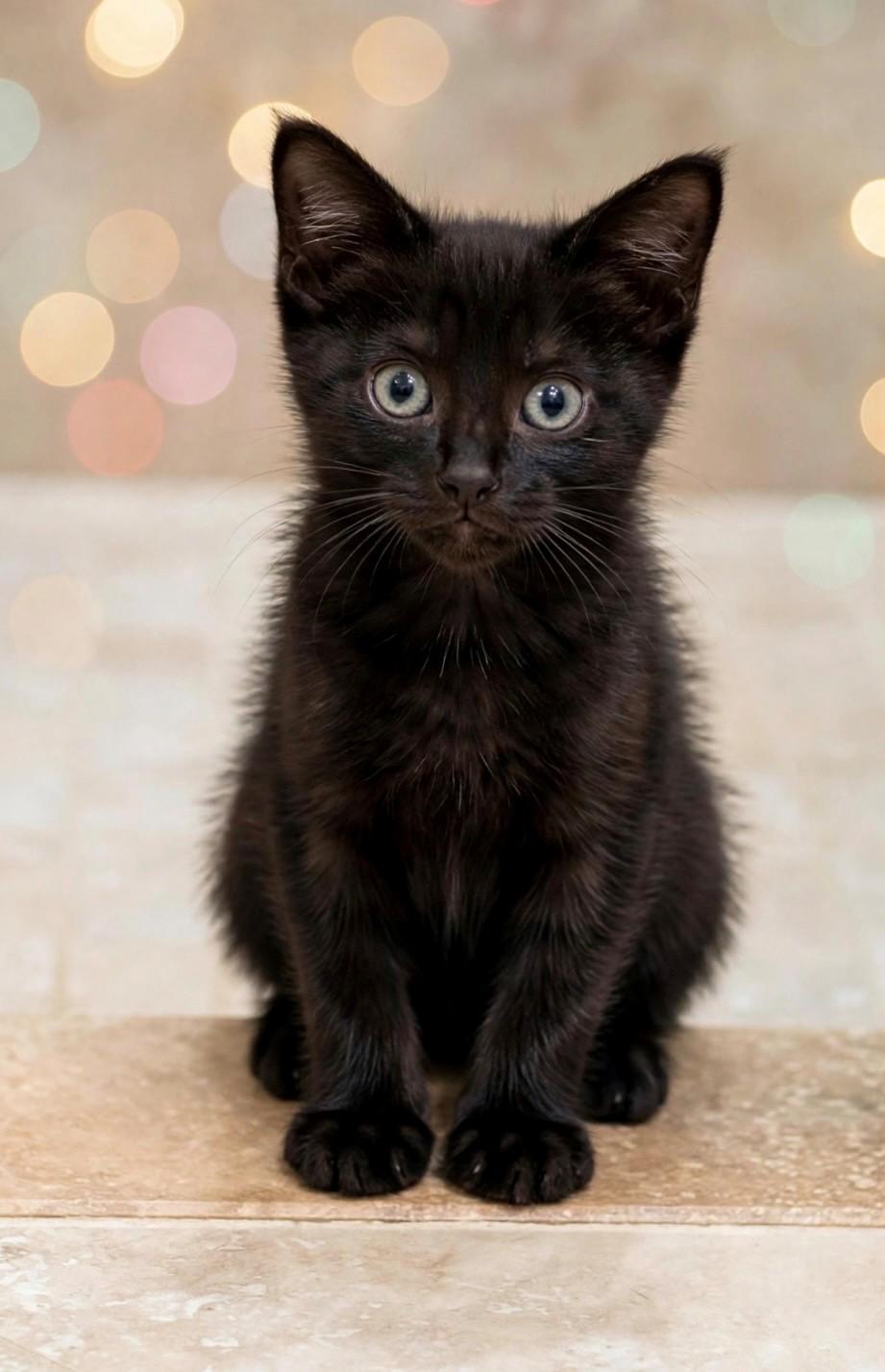 Enlarge Nikita, a Adopted Domestic Short Hair in DELRAY Beach, FL image 2/3