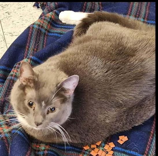 Murray, Adoptable, Senior Male Domestic Short Hair.