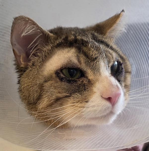 Enlarge Mulberry, a Adoptable mixed breed in Silverdale, WA image 2/5